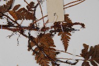 陰石蕨藏品圖，第3張