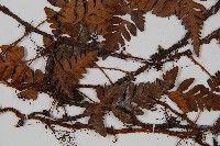 陰石蕨藏品圖，第4張