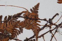 陰石蕨藏品圖，第5張