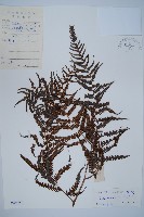 金狗毛蕨藏品圖，第1張