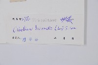 金狗毛蕨藏品圖，第2張