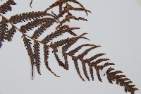 金狗毛蕨藏品圖，第3張