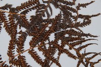 金狗毛蕨藏品圖，第4張