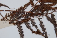 金狗毛蕨藏品圖，第5張