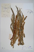 全緣鳳尾蕨藏品圖，第1張