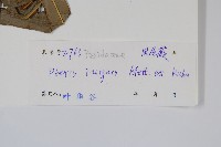 全緣鳳尾蕨藏品圖，第2張