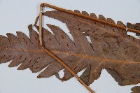 日本狗脊蕨藏品圖，第5張