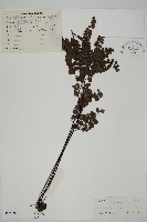 扇葉鐵線蕨藏品圖，第1張