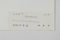 扇葉鐵線蕨藏品圖，第2張