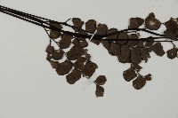 扇葉鐵線蕨藏品圖，第3張