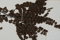 扇葉鐵線蕨藏品圖，第4張
