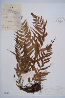 萊氏鐵角蕨藏品圖，第1張