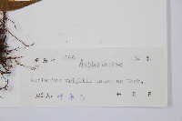 萊氏鐵角蕨藏品圖，第3張