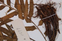 萊氏鐵角蕨藏品圖，第4張