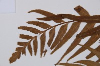 萊氏鐵角蕨藏品圖，第5張