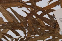 萊氏鐵角蕨藏品圖，第6張