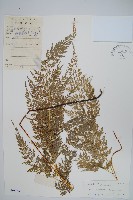 日本金粉蕨藏品圖，第1張