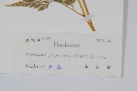 日本金粉蕨藏品圖，第2張