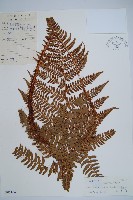 闊鱗鱗毛蕨藏品圖，第1張