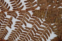 闊鱗鱗毛蕨藏品圖，第4張