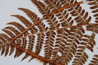 闊鱗鱗毛蕨藏品圖，第5張