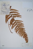 邊緣鱗蓋蕨藏品圖，第1張