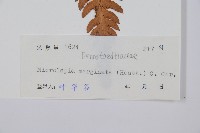 邊緣鱗蓋蕨藏品圖，第2張