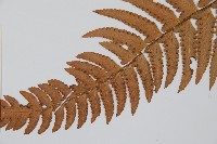 邊緣鱗蓋蕨藏品圖，第3張