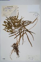 鳳尾蕨藏品圖，第1張