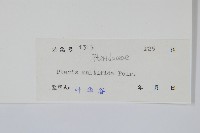 鳳尾蕨藏品圖，第2張