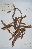 烏毛蕨藏品圖，第1張