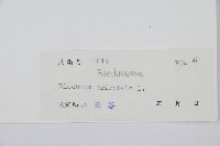 烏毛蕨藏品圖，第2張