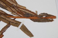 烏毛蕨藏品圖，第3張