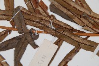 烏毛蕨藏品圖，第4張