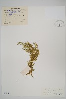 全緣卷柏藏品圖，第1張