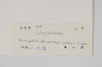 全緣卷柏藏品圖，第2張