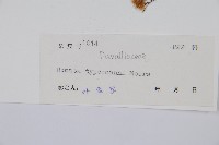 圓蓋陰石蕨藏品圖，第2張