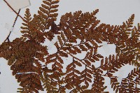 圓蓋陰石蕨藏品圖，第4張