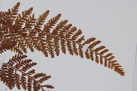 圓蓋陰石蕨藏品圖，第5張