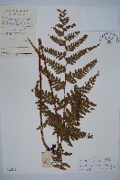 粗毛鱗蓋蕨藏品圖，第1張