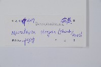 粗毛鱗蓋蕨藏品圖，第2張