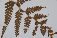 粗毛鱗蓋蕨藏品圖，第3張