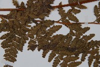 粗毛鱗蓋蕨藏品圖，第4張