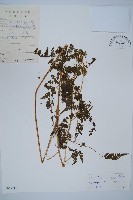 華南鱗蓋蕨藏品圖，第1張