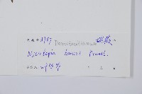 華南鱗蓋蕨藏品圖，第2張