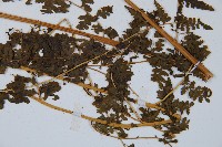 華南鱗蓋蕨藏品圖，第3張