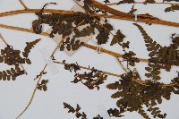 華南鱗蓋蕨藏品圖，第4張