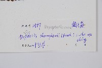 闊鱗鱗毛蕨藏品圖，第2張