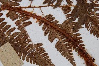 闊鱗鱗毛蕨藏品圖，第3張