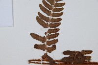 闊鱗鱗毛蕨藏品圖，第5張